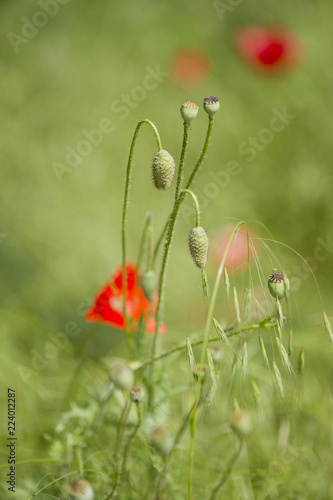 Fototapeta Naklejka Na Ścianę i Meble -  Mohnblumenfeld