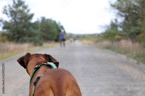 Hund Rhodesian ridgeback schaut herrchen frauchen hinterher unschärfe offenblende