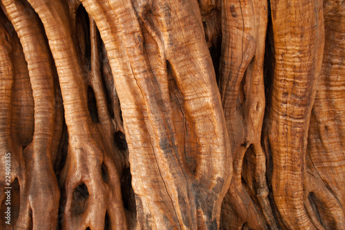 olive bark, abstract background