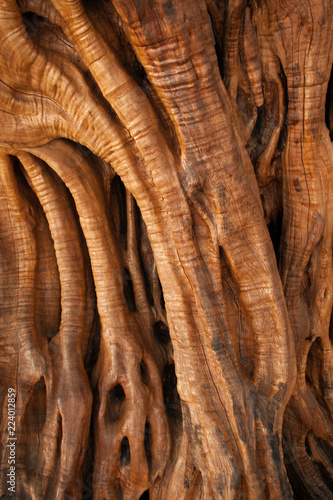 olive bark, abstract background