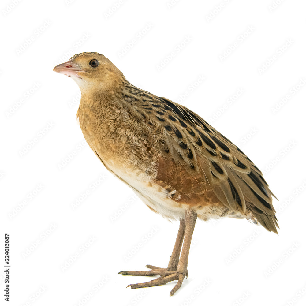 Corncrake or Landrail (Crex crex) isolated on white Corncrake or Landrail (Crex crex) isolated on white
