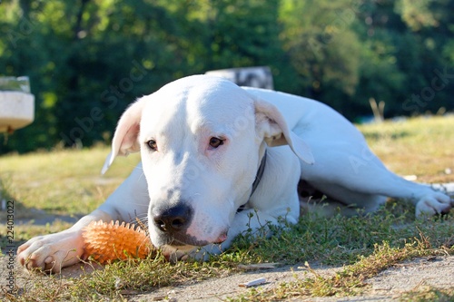 Dogoargentino puppy plays with a ball in the park