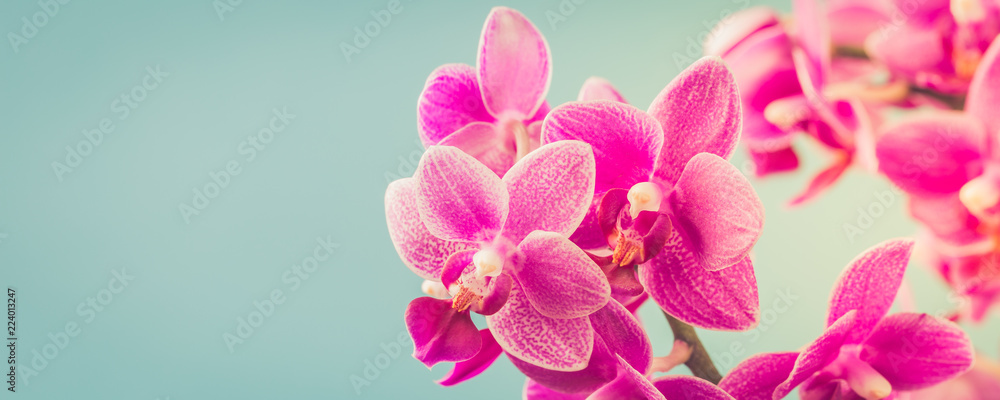 Pink Phalaenopsis or Moth dendrobium Orchid flowers over blue. Floral background. Greeting card concept design with copy space for text. Selective focus. Banner. Pink Phalaenopsis or Moth dendrobium Orchid flowers over blue. Floral background. Greeting card concept design with copy space for text. Selective focus. Banner.