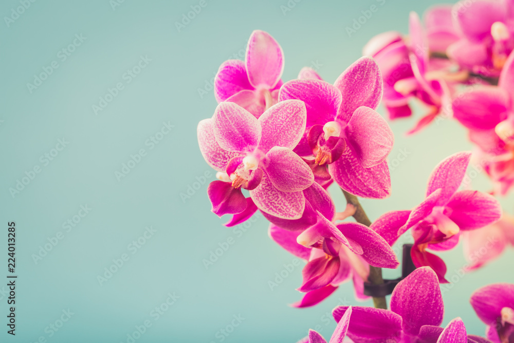 Greeting card concept design with Pink Phalaenopsis or Moth dendrobium Orchid flowers over blue. Floral background with copy space for text. Selective focus