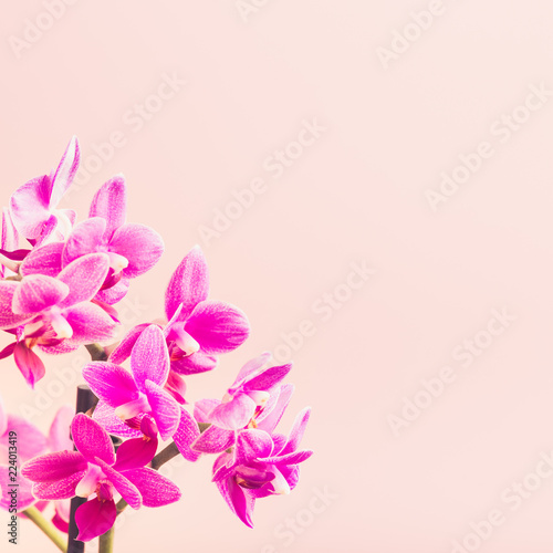 Greeting card concept design with Pink Phalaenopsis or Moth dendrobium Orchid flowers. Floral background with copy space for text. Selective focus