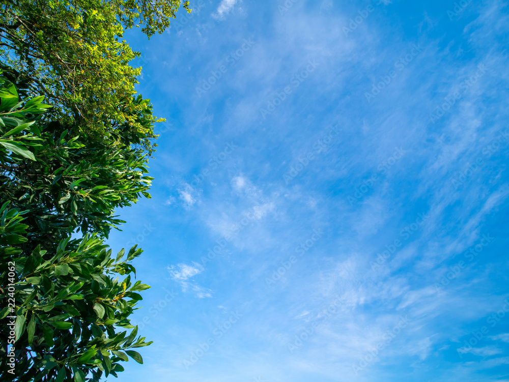 Vivid Blue sky with cloud and the green leaf in forground Vivid Blue sky with cloud and the green leaf in forground