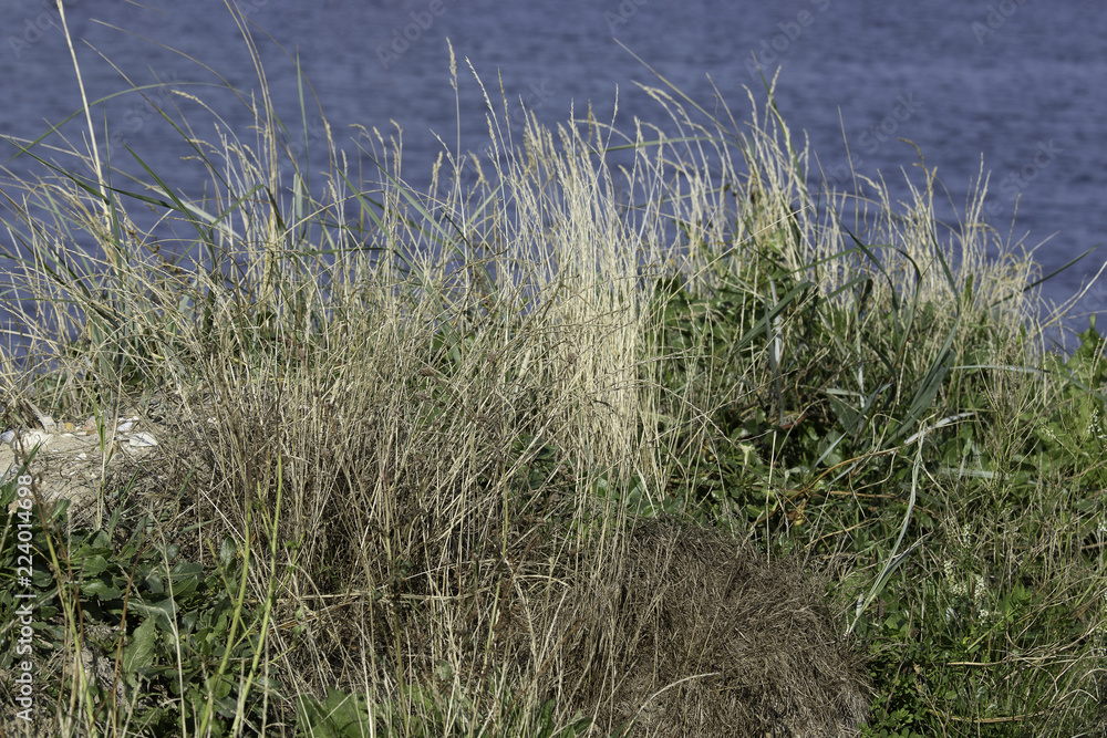 Plants by the Beach Plants by the Beach