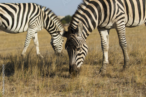 Zebra and foal eat grass