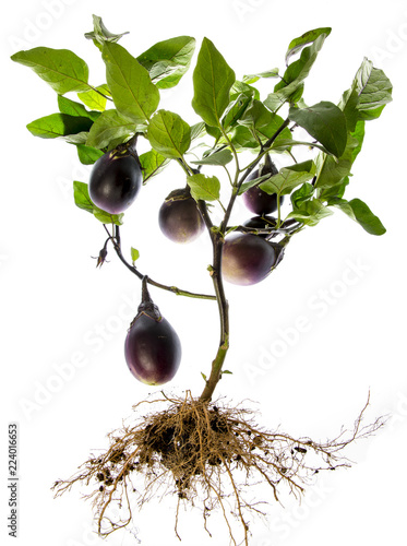 Fresh Eggplant vegetable on a branch isolated on white background