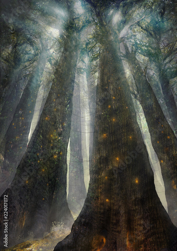 forest