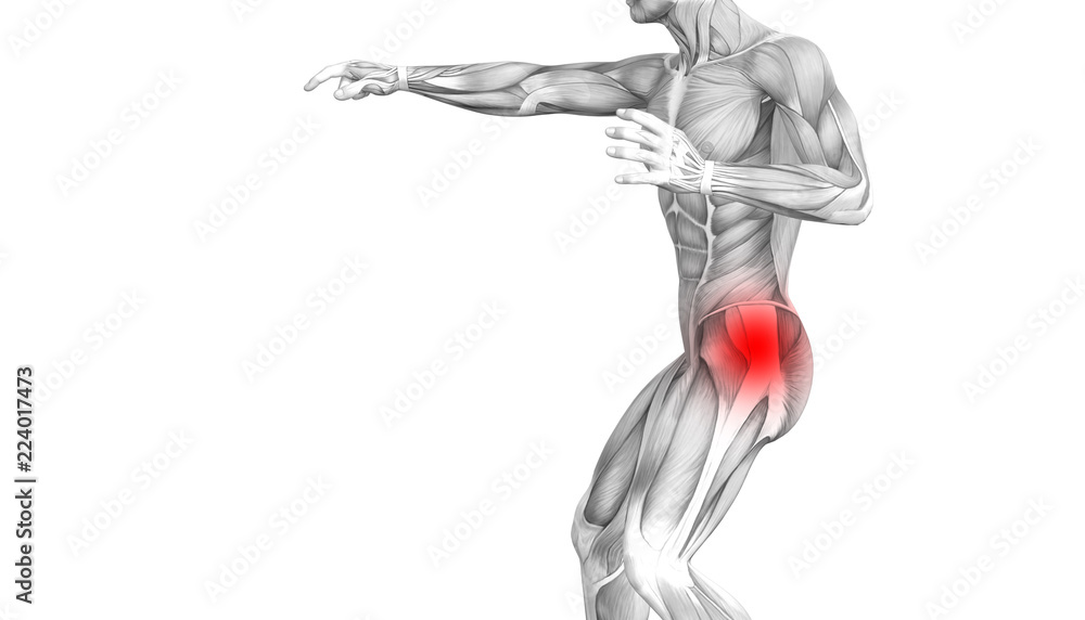 Conceptual hip human anatomy with red hot spot inflammation articular joint pain for leg health care therapy or sport muscle concepts. 3D illustration man arthritis or bone sore osteoporosis disease Conceptual hip human anatomy with red hot spot inflammation articular joint pain for leg health care therapy or sport muscle concepts. 3D illustration man arthritis or bone sore osteoporosis disease