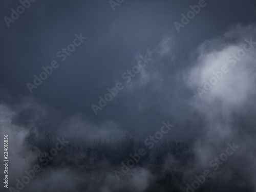 Fototapeta Naklejka Na Ścianę i Meble -  trees in clouds