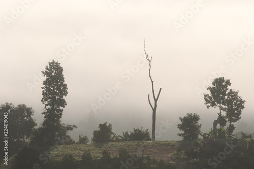 Dead tree in the mist in Northern Thailand