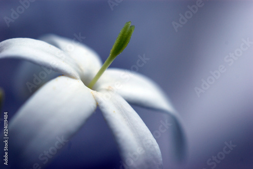 beautiful blooming fragrant white Jasmine Flower with green pestle