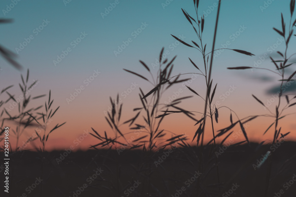 Obraz premium silhouette of grass at sunset