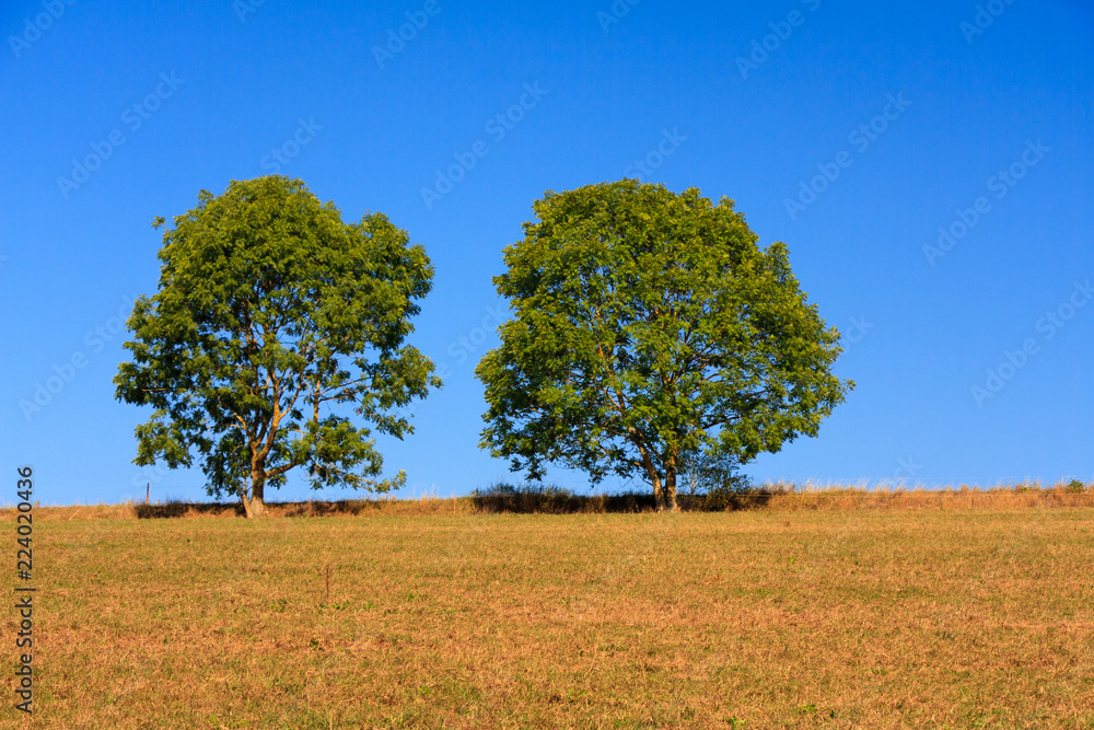 Zwei einzelstehende Bäume am Horizont mit Platz für Text Zwei einzelstehende Bäume am Horizont mit Platz für Text