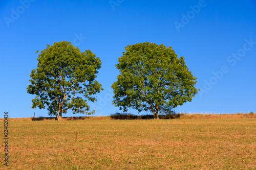 Zwei einzelstehende Bäume am Horizont mit Platz für Text