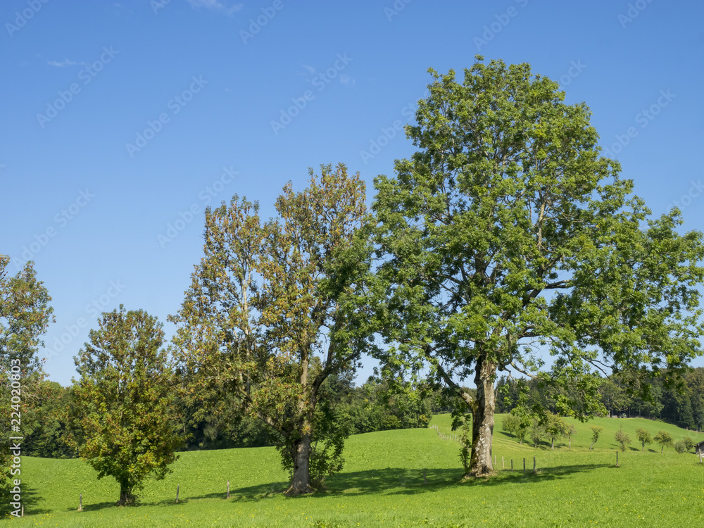 Paysages champêtres de Bavière. Vues sur les collines, prairies verdoyantes et pâturages autour du village de Hundham dans la vallée du Leitzach au pied du Schwarzenberg. Paysages champêtres de Bavière. Vues sur les collines, prairies verdoyantes et pâturages autour du village de Hundham dans la vallée du Leitzach au pied du Schwarzenberg.