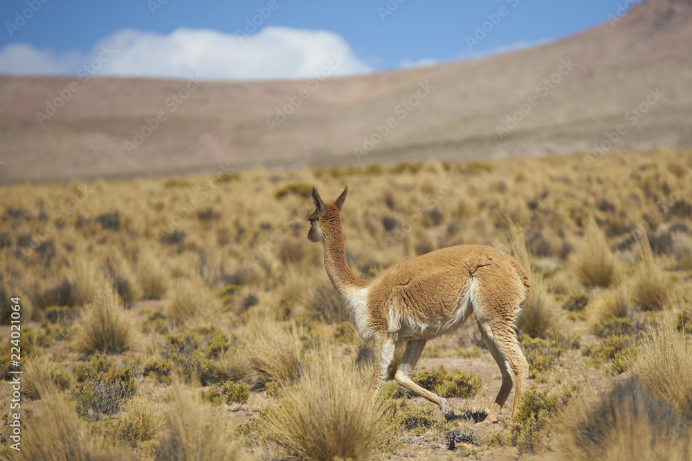 Φωτογραφία Vicuna (Vicugna vicugna) on the altiplano in Lauca National Park, northern Chile