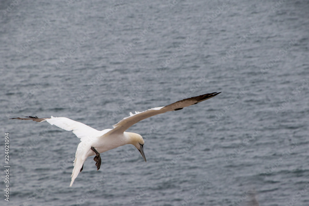 Sea gull, Birds, wild live