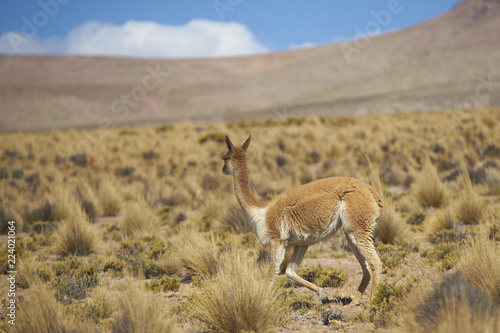 Vicuna (Vicugna vicugna) on the altiplano in Lauca National Park, northern Chile