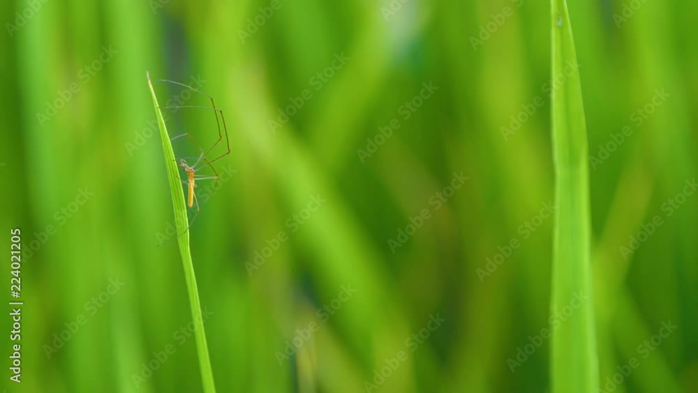 Slow motion video of macro spider walking on green rice plant in paddy field at countryside in Chiangmai, Thailand (High Speed Video) Slow motion video of macro spider walking on green rice plant in paddy field at countryside in Chiangmai, Thailand (High Speed Video)