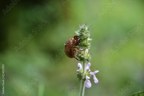 bug sitting on a flower