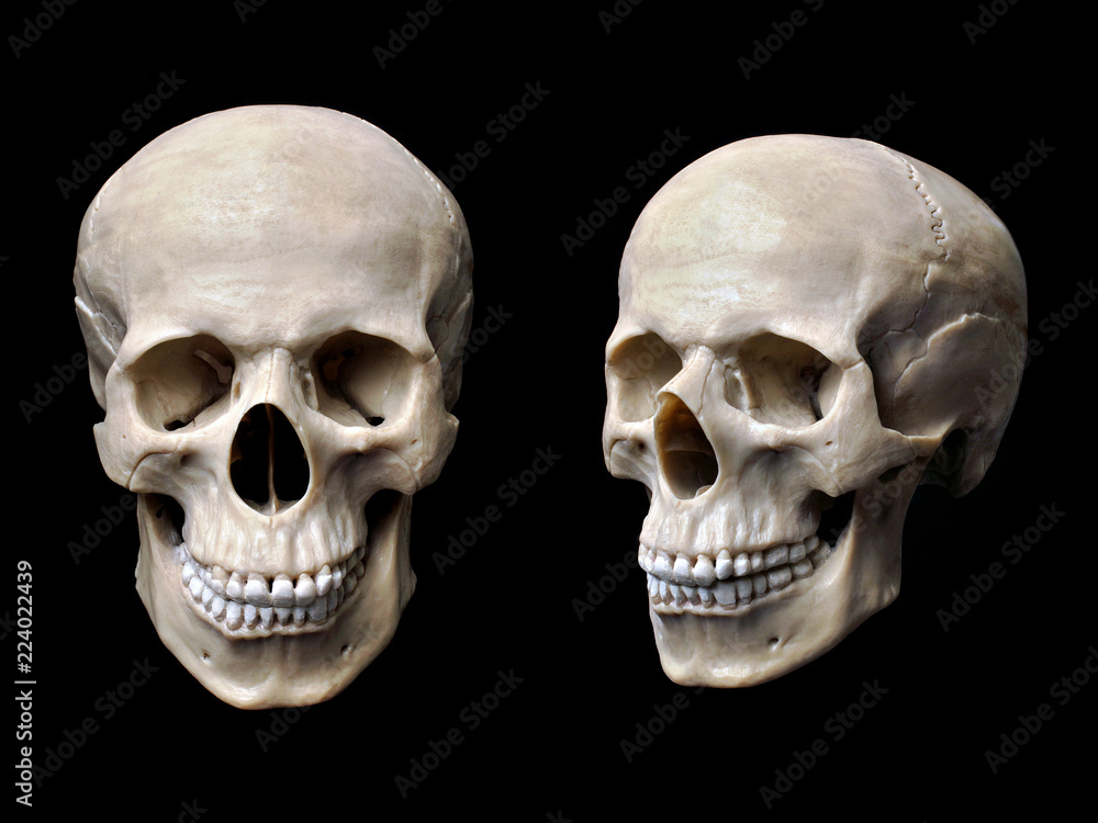 Anatomically correct human skull model isolated on black background Anatomically correct human skull model isolated on black background