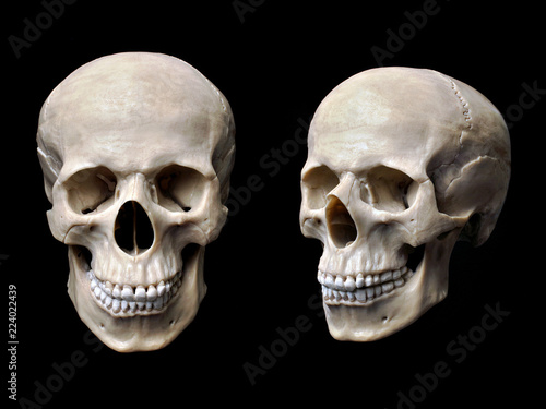 Anatomically correct human skull model isolated on black background