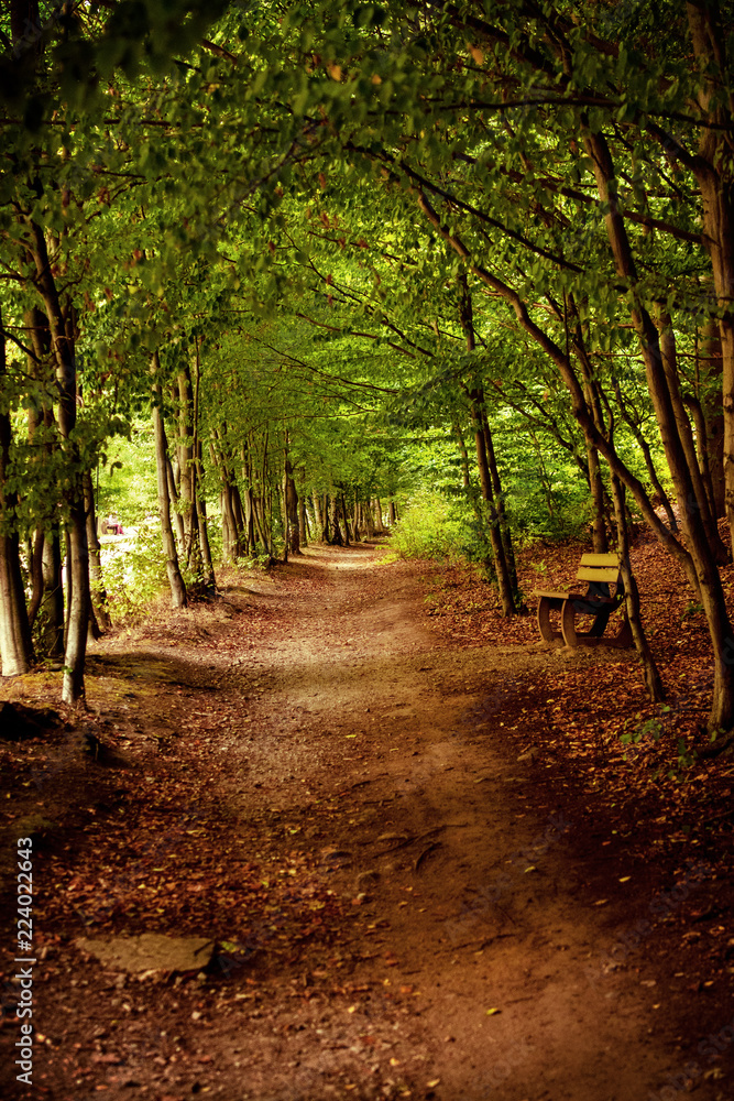 Naklejka premium View of a endless straight line mountain forest path with trees and green colors and a bench making a romantic hiking picture. Ilsetal in Ilsenburg, National Park Harz in Germany