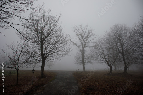 Landscape with beautiful fog in forest on hill or Trail through a mysterious winter forest with autumn leaves on the ground. Road through a winter forest. Magical atmosphere. Azerbaijan