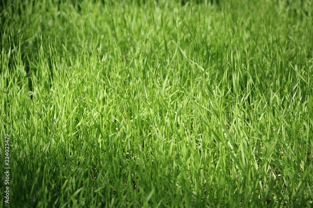 Green grass. Not sloping lawn. The background. Green grass. Not sloping lawn. The background.