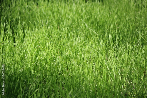 Green grass. Not sloping lawn. The background.