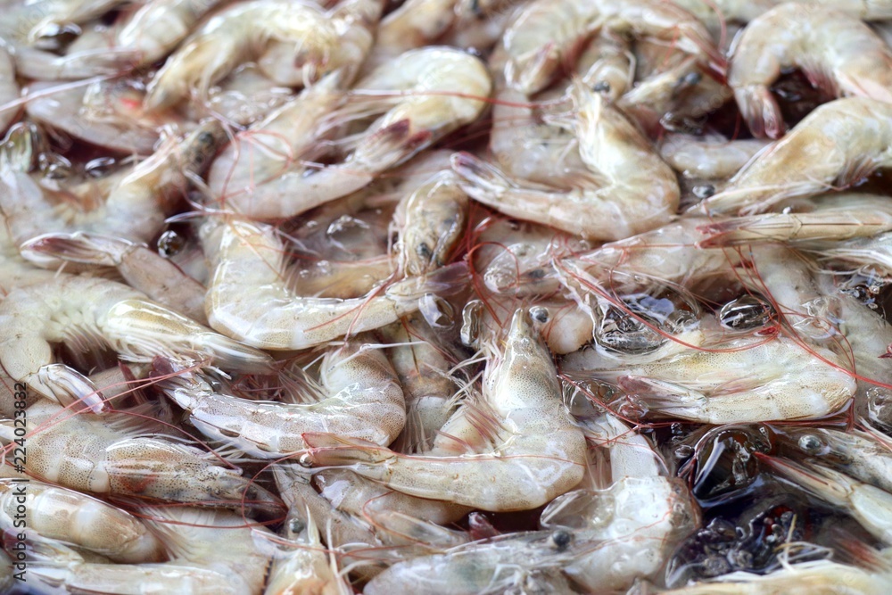 fresh shrimp at street food fresh shrimp at street food