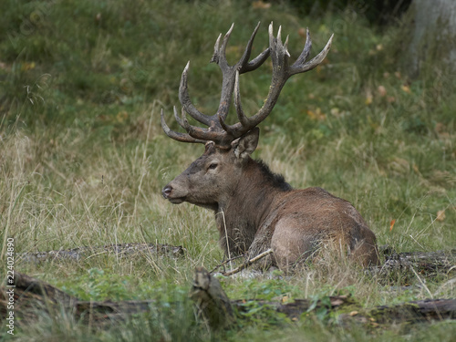 Red deer  Cervus elaphus 