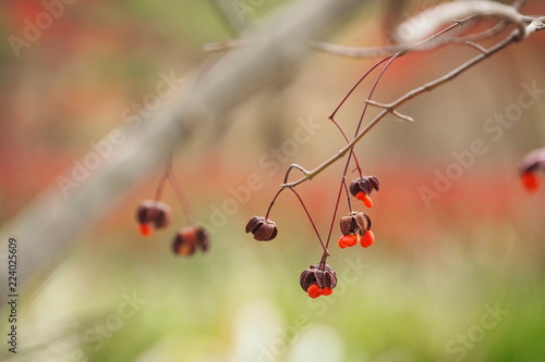 ツリバナの実, Spindle tree fruit photo