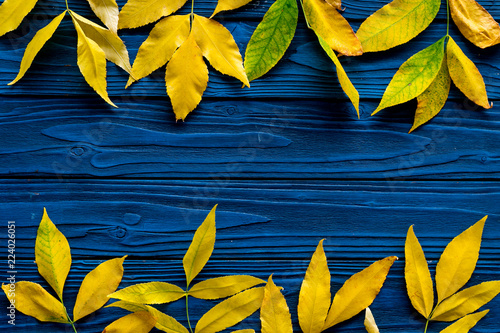 Yellow autumn leaves pattern on blue wooden background top view copy space