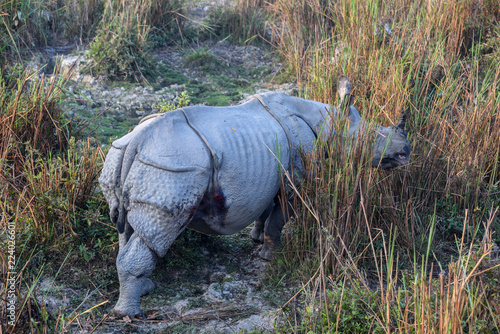 rhinoceros in kaziranga national park 