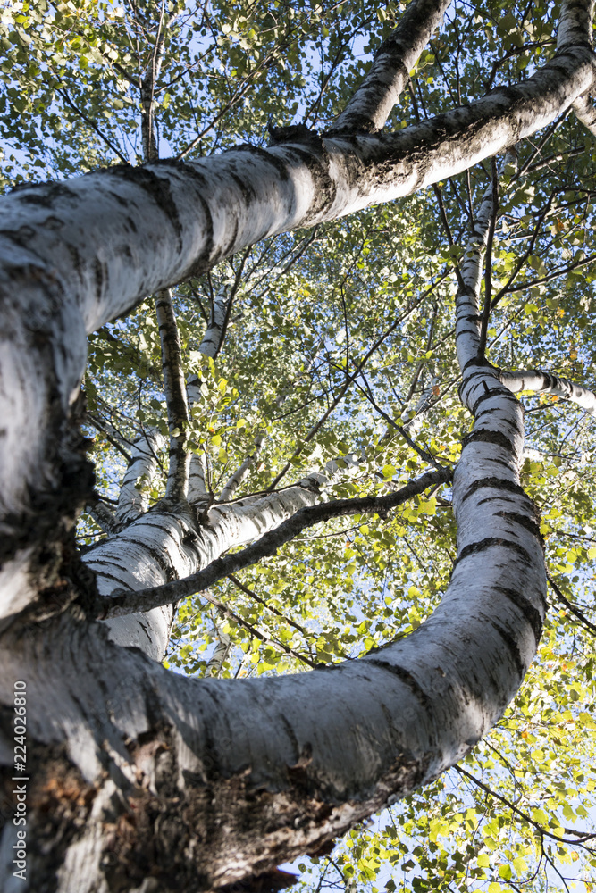 Fototapeta premium curved birch trunk