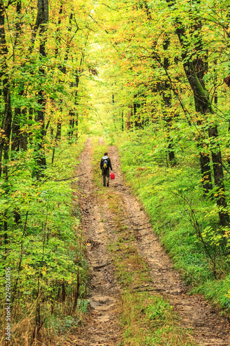 Man mushroom picker walks along rustic mountain road in autumn oak forest. Scenic autumn landscape, West Caucasus