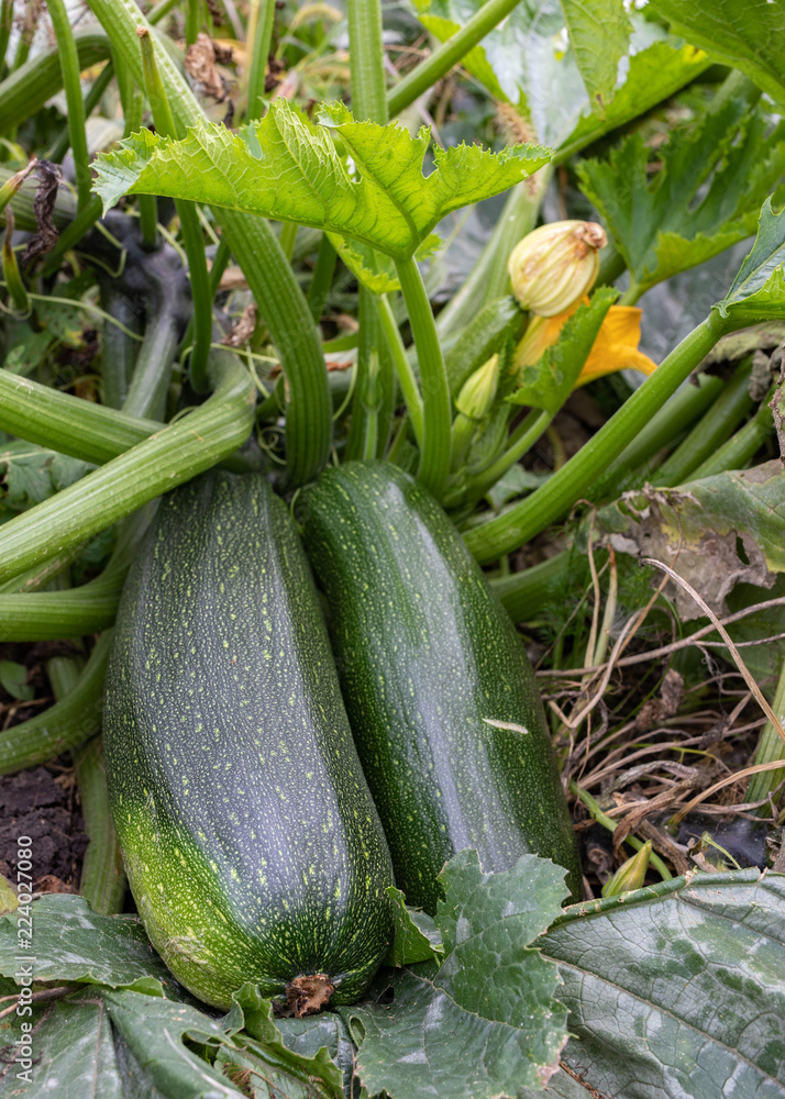 Φωτογραφία Green zucchini plant with flowers and fruit of zucchinis ready for harvest