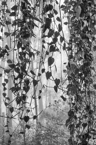 Vines Hanging in Foggy Black and White Jungle