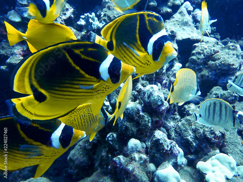 Close Up Pair Raccoon Butterfly Fish Underwater Faces and Detail