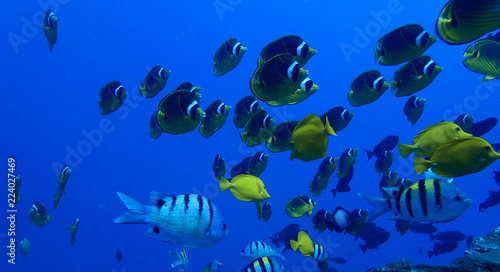Raccoon Butterfly Fish and Other Tropical Fish Underwater in Blue