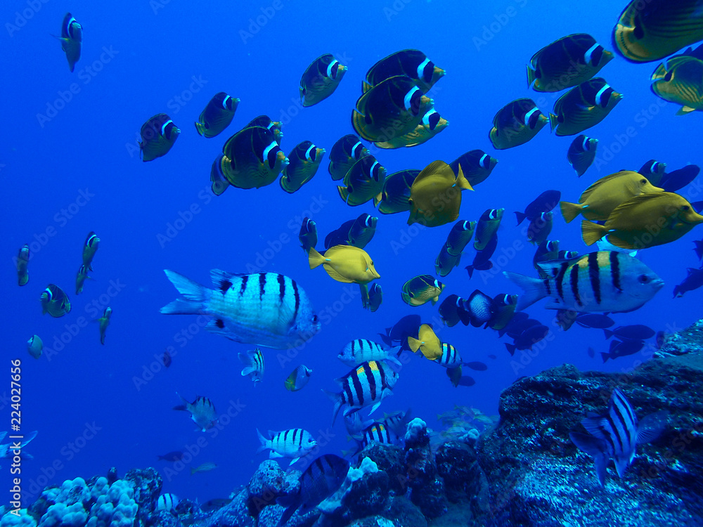 Many Tropical Fish Butterflies and Tangs Swim Over Reef in Blue Ocean