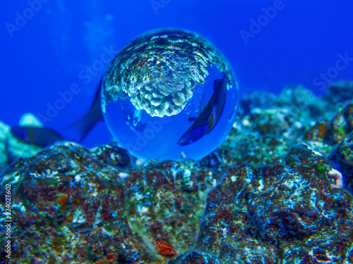 Tropical Fish and Diver Captured in Glass Ball on Reef Under Water