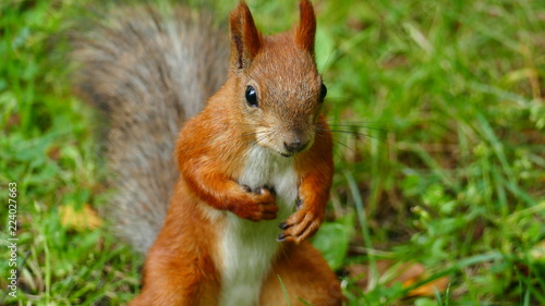 squirrel © Яна Красюк