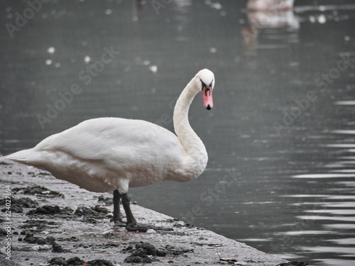 View of a swan in Roath Park, Cardiff photo