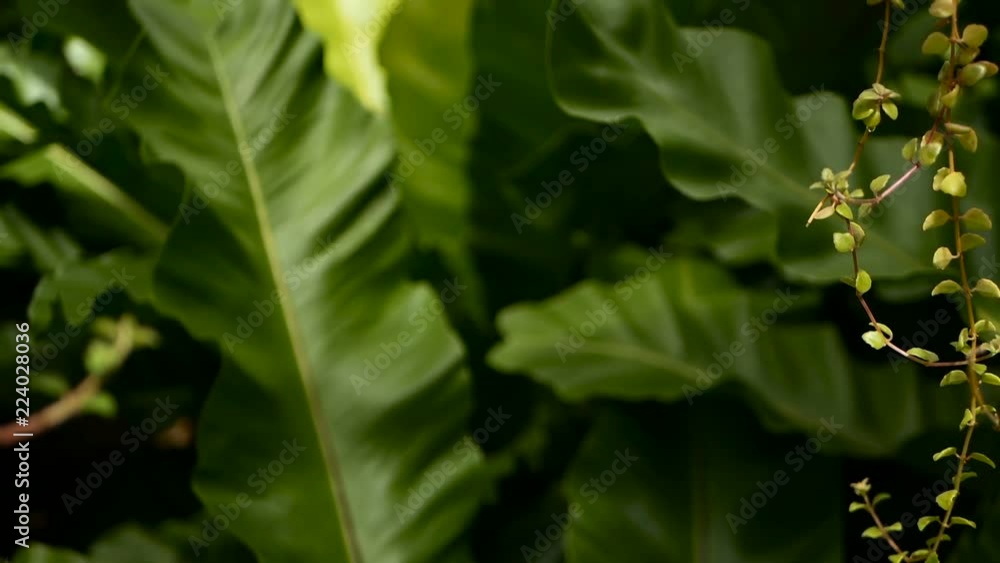 Bird's Nest fern, Asplenium nidus. Wild Paradise rainforest jungle plant as natural floral background. Abstract texture close up of fresh exotic tropical green fresh curly leaves in fantasy dark woods Bird's Nest fern, Asplenium nidus. Wild Paradise rainforest jungle plant as natural floral background. Abstract texture close up of fresh exotic tropical green fresh curly leaves in fantasy dark woods