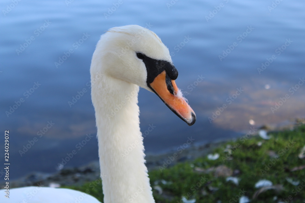 Close up of a swan Close up of a swan